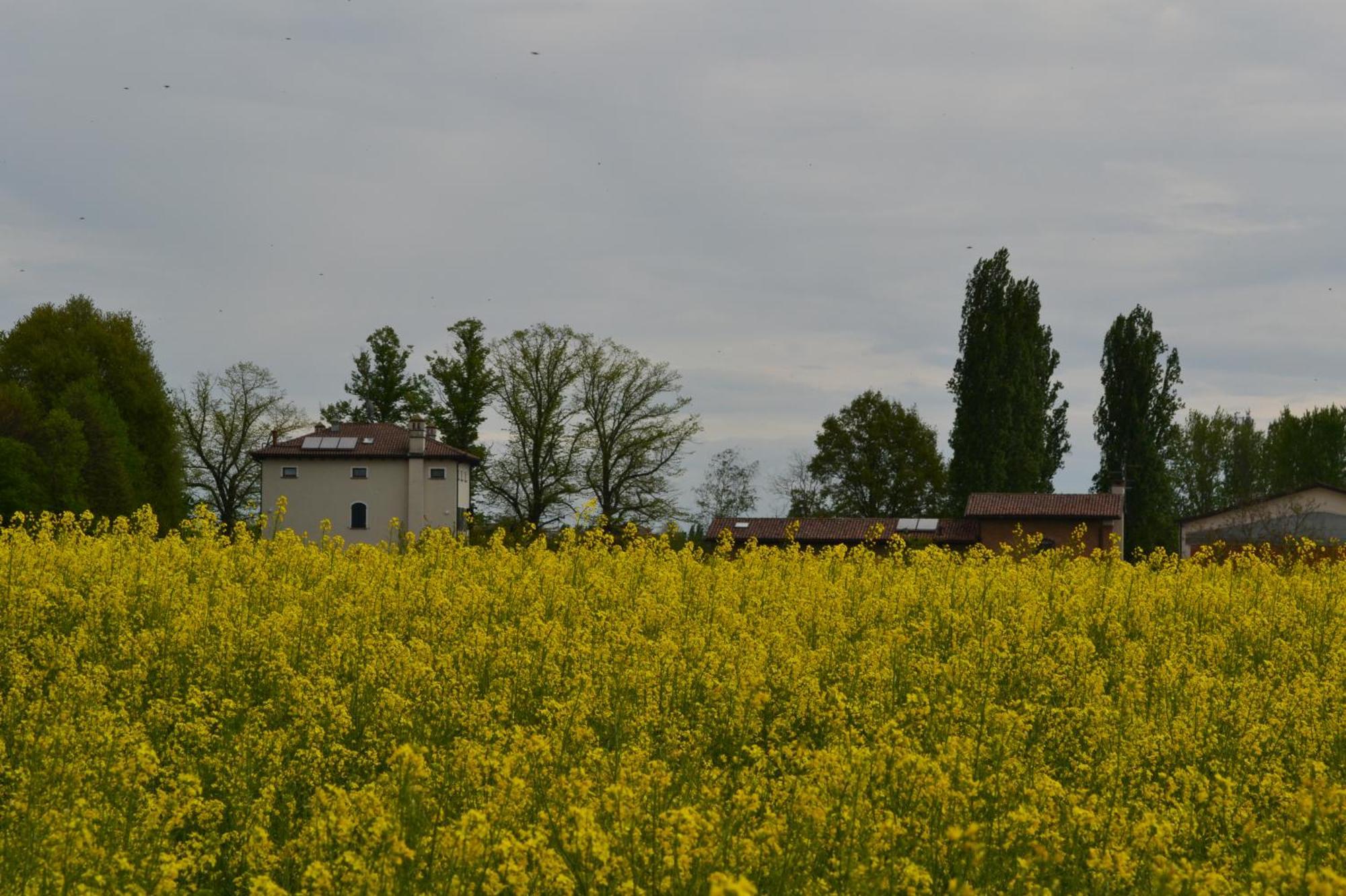 Monteborre *